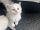 Je donne chaton ragdoll mâle 