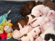 chiot bulldog anglais disponible pour adoption 