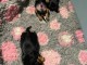 chiots cavalier king charle disponible 