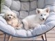 chiots berger blanc suisse à donner 