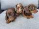chiot teckel nain alerquin a donner 