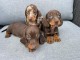chiots Teckel arlequin disponible 