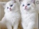 chaton ragdoll à donner 