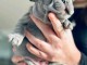 Chiots bouledogues Français disponible 