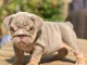 Chiots English bulldog mâle disponible 