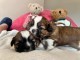 Je donne chiot Shih Tzu disponible 
