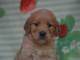 Bébé chiot golden retriever mâle a donner 