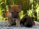 adoption chiot Shiba inu disponible 