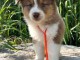 Bébé chiot berger australien mâle a donner 