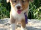 Je donne chiot berger australien 