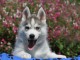 Je donne chiot husky sibérien 