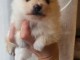 Je donne chiot spitz nain disponible 