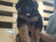 Je donne chiot berger allemand 