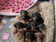 Adoption chiot Teckel nain disponible 