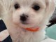 Chiots bichon maltais a donner 