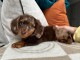 chiot teckel arlequin disponible 