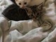 Je donne chaton disponible 