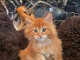 chaton roux disponible pour adoption 