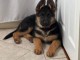 Je donne chiot berger allemand disponible femelle 