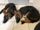 Magnifique chiot berger allemand lof 