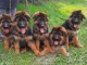 Adoption chiot berger allemand disponible 