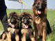 Magnifique chiot berger allemand mâle et femelle 