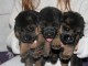 Adorable chiot berger allemand 