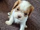 Je donne chiot cavalier king charle disponible 
