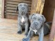chiots Cane corso à donner 