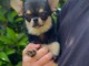 Je donne chiot chihuahua femelle 