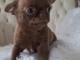Chiots chihuahua femelle a donner 