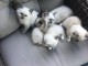 chaton sacré brimanie a donner 