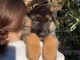 Chiot berger allemand à adopter 