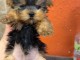 Bébé chiot York disponible 