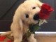 Chiots Golden Retriever 
