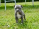 chiot staff disponible de suite 