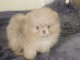 Adorable chiot spitz nain lof