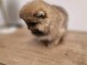 Bébé chiot spitz nain adorable 