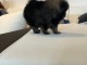Chiots spitz nain noir à adopter 