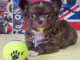 Je donne chiot chihuahua disponible 