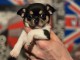 Adorable chiot chihuahua disponible 