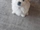 Chiots bichon maltais âge de 3 mois 