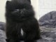 Chiots spitz allemand 