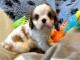 chiots cavalier king charle à adopter 