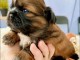 chiots Shih Tzu à donner 