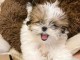 chiot Shih Tzu mâle disponible 