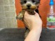 Je donne chiot Yorkshire 