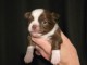 Chiots chihuahua à vendre 