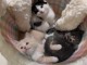 Adoption chatons maine coon 