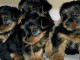 Adoption chiot Yorkshire terrier 